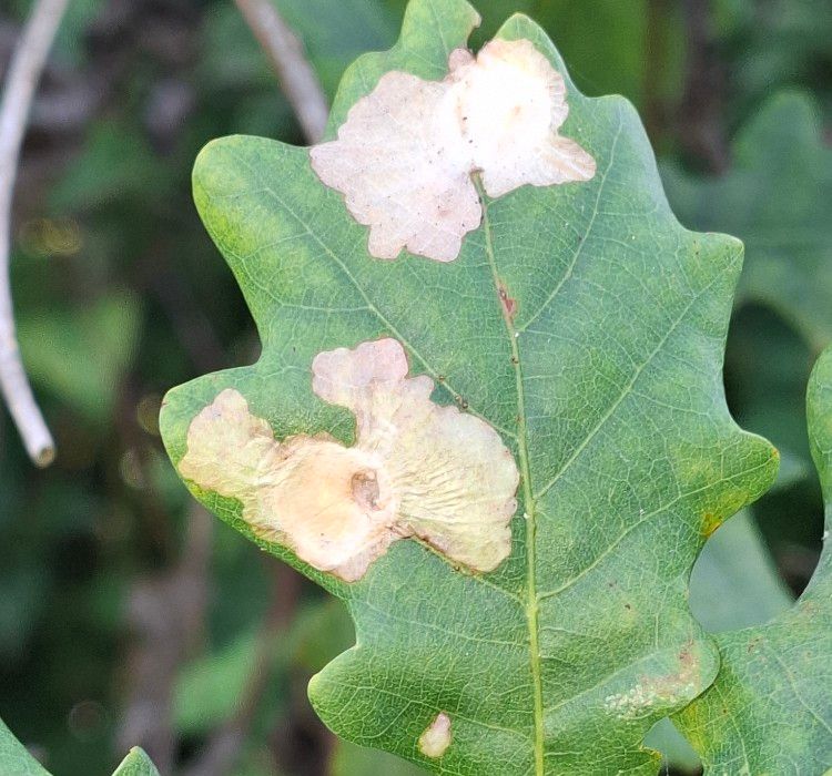 Tischeria ekebladella