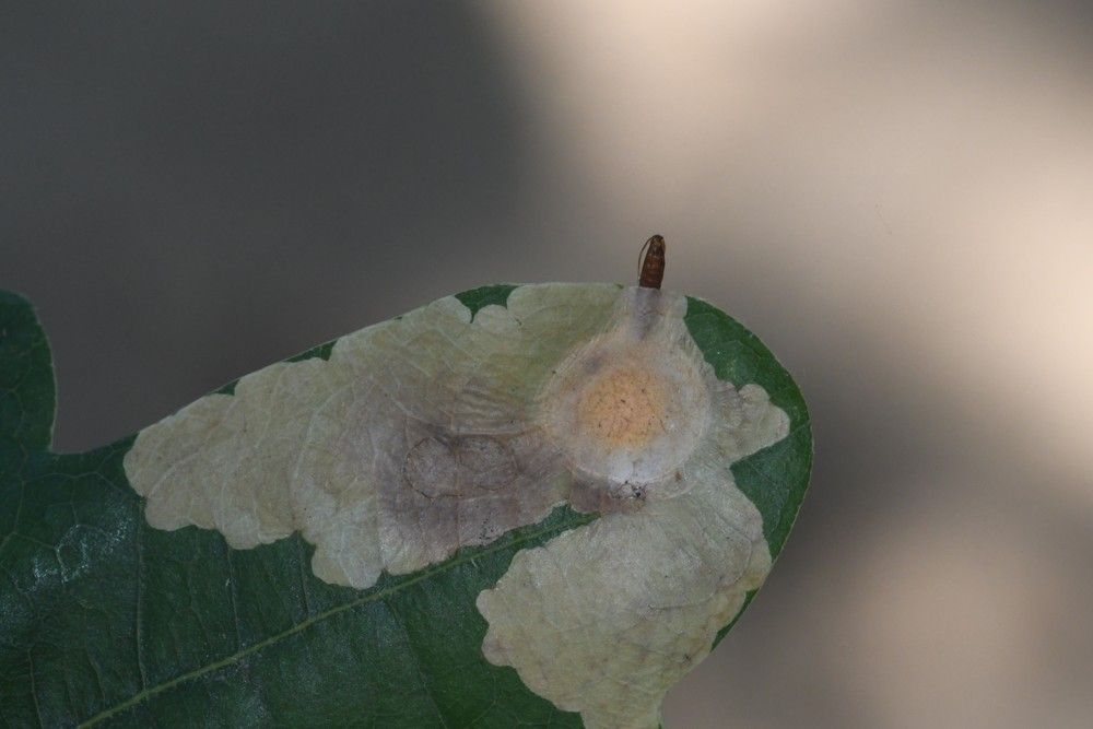 Tischeria ekebladella