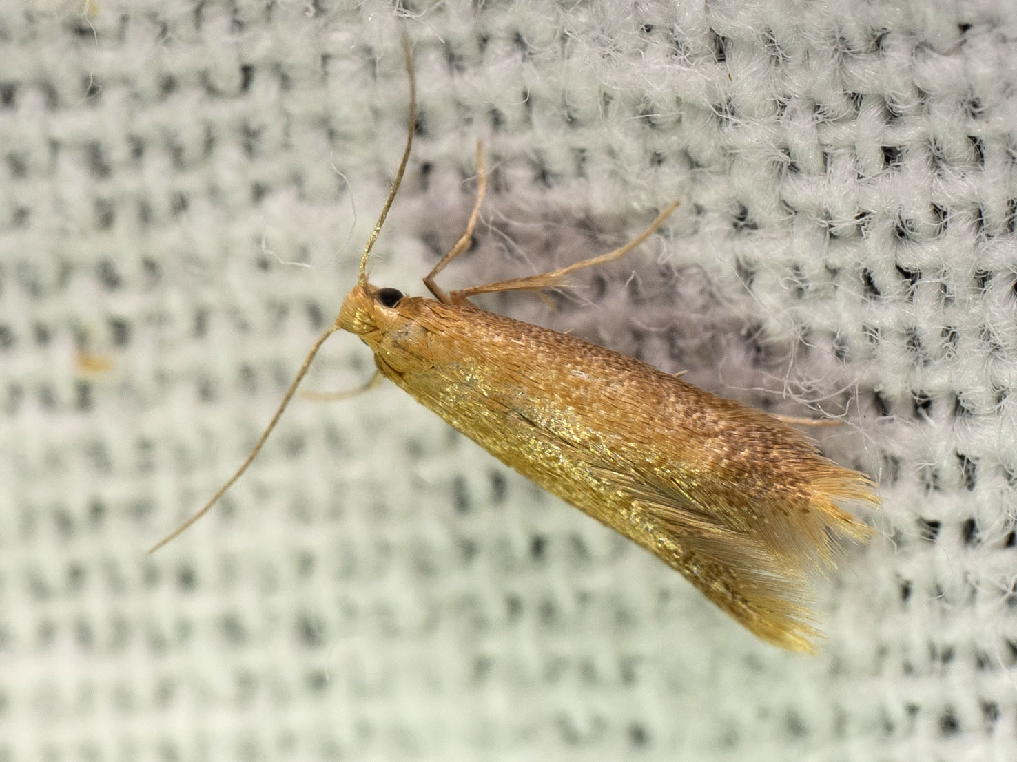 Tischeria ekebladella
