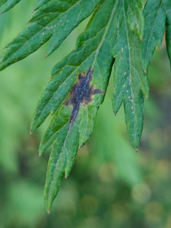 Trypeta artemisiae
